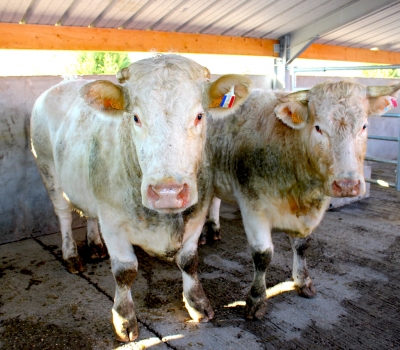 qualité animaux qualité animaux